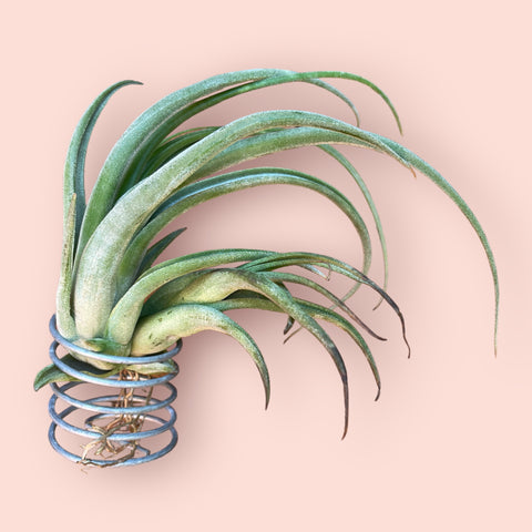Tillandsia Circinata