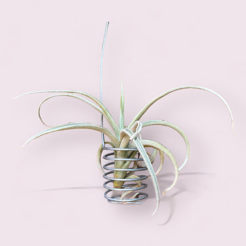 Tillandsia Ixioides