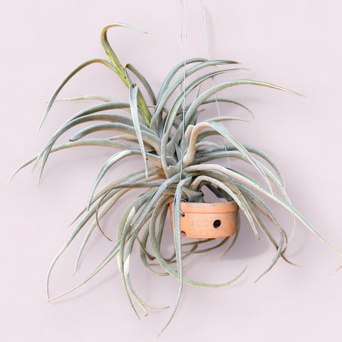 Tillandsia Harrisii