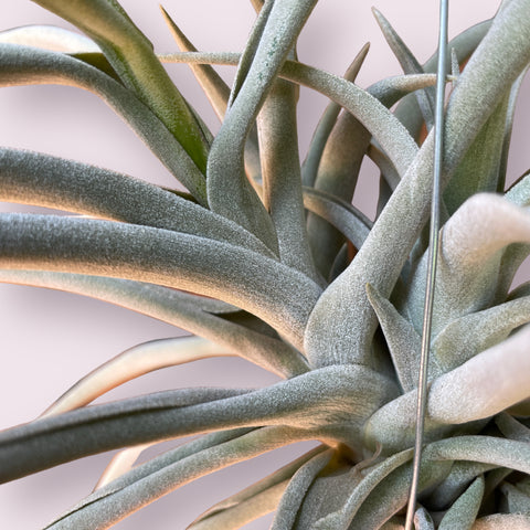 Tillandsia Harrisii