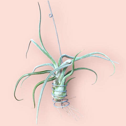 Tillandsia caput-medusae