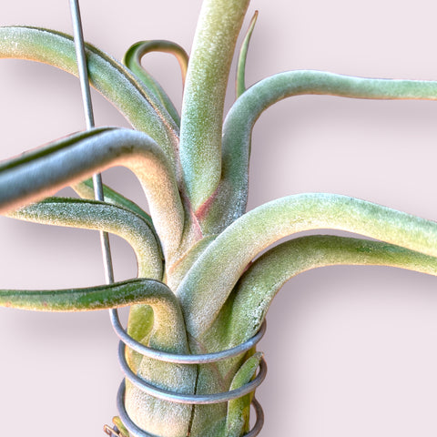 Tillandsia caput-medusae