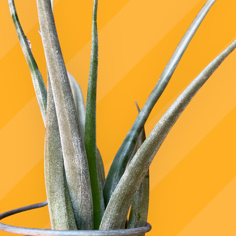 Tillandsia Hondurenses
