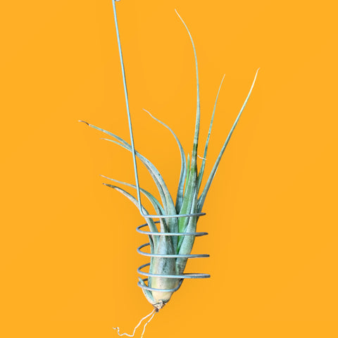 Tillandsia Hondurenses