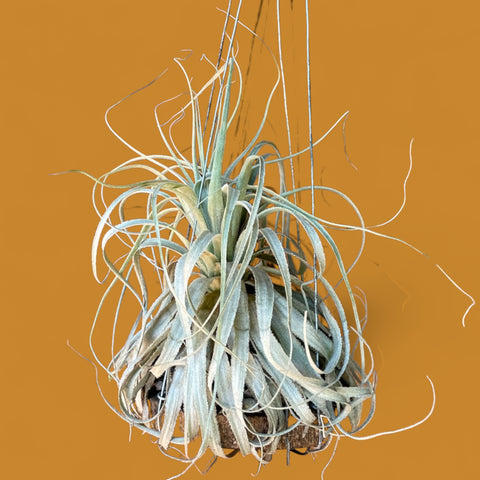 Tillandsia chapeuensis