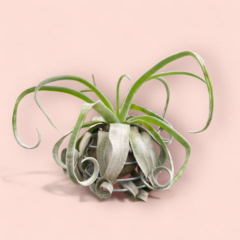 Tillandsia streptophylla 'Curly'