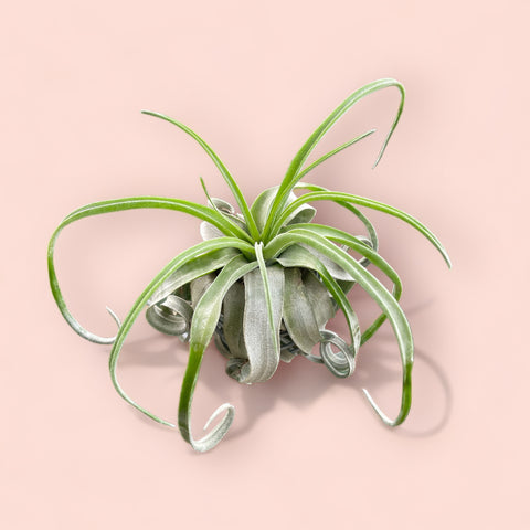 Tillandsia streptophylla 'Curly'