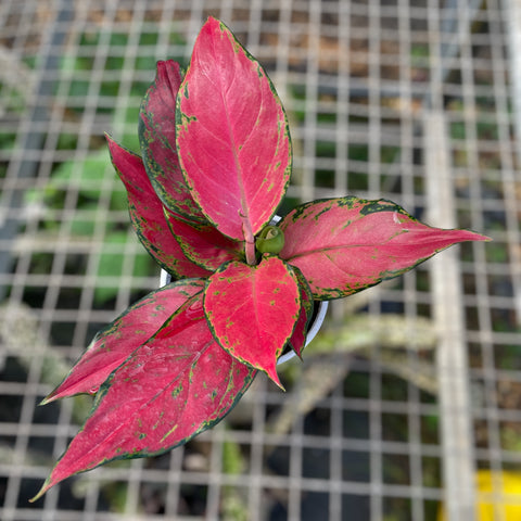 Aglaonema Cherry baby