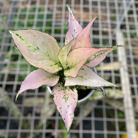 Aglaonema rosy