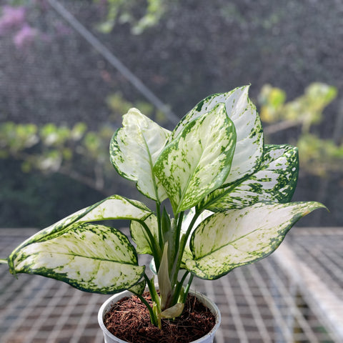 Aglaonema White joy