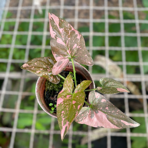 Singônio 'Pink Splash'