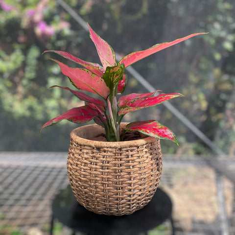 Aglaonema cherry baby + Cachepot em cimento
