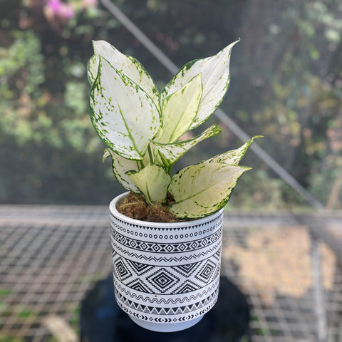 Aglaonema white joy + Cachepot Branco