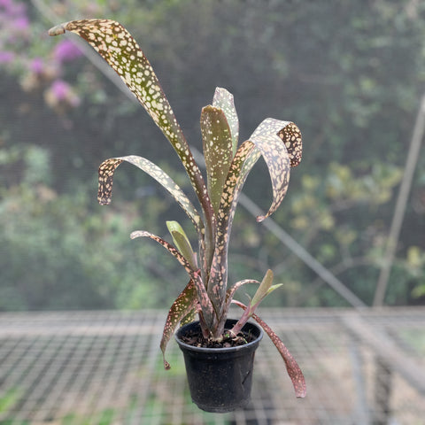 Billbergia fantasia