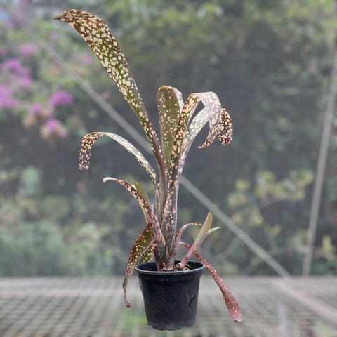Billbergia fantasia