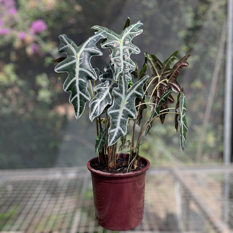 Alocasia nobilis G