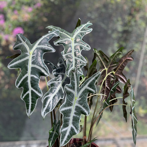 Alocasia nobilis G