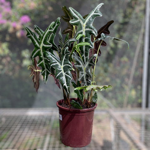 Alocasia nobilis G