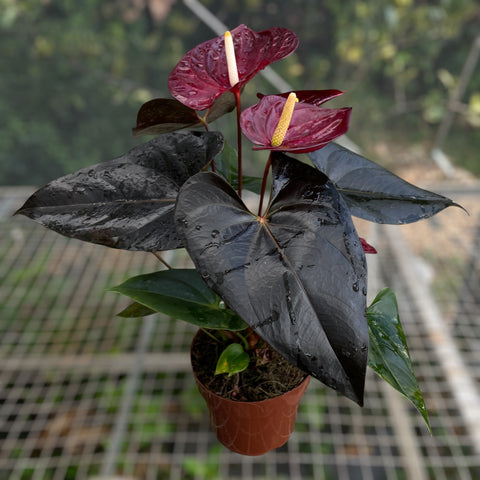 Anthurium 'Delicata'