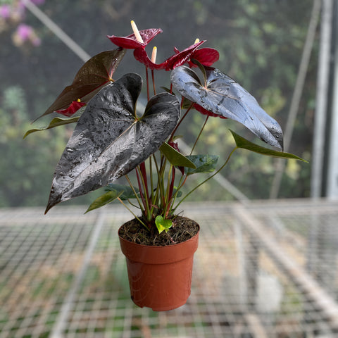 Anthurium 'Delicata'