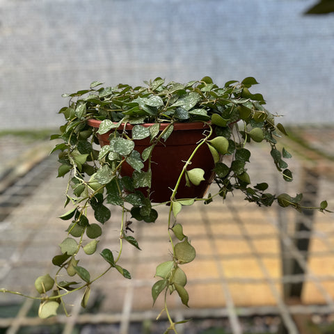 Hoya Curtisii