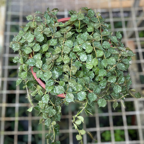Hoya Curtisii