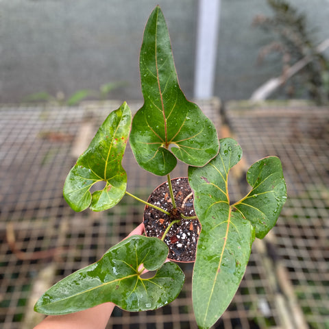 Anthurium brownii