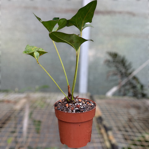 Anthurium brownii