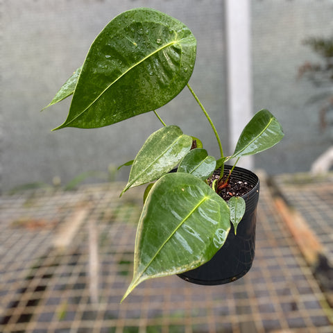 Anthurium peltigerum