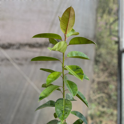 Ficus elástica Shivereana 'Moonshine'