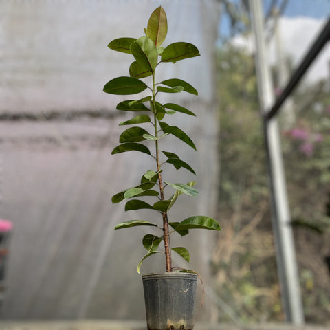 Ficus elástica Shivereana 'Moonshine'