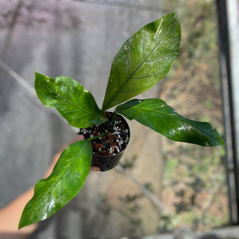 Anthurium plowmanii
