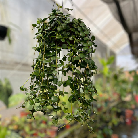Peperomia 'Hope' (Peperomia tetraphylla)