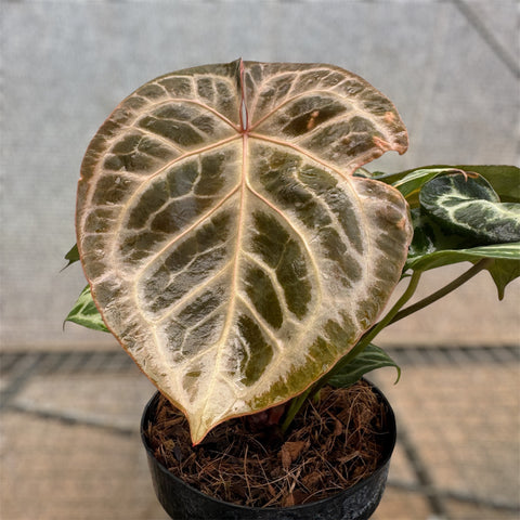 Anthurium Botanic - variação 05