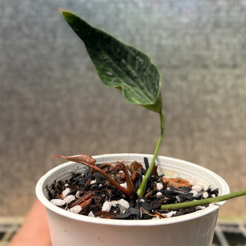 Anthurium 'Electric spoon'