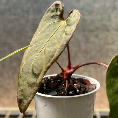 Anthurium Rubrinervium x Papillilaminum