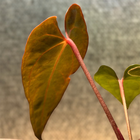 Anthurium Rubrinervium x Papillilaminum