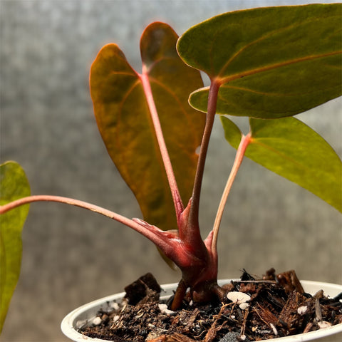 Anthurium Rubrinervium x Papillilaminum