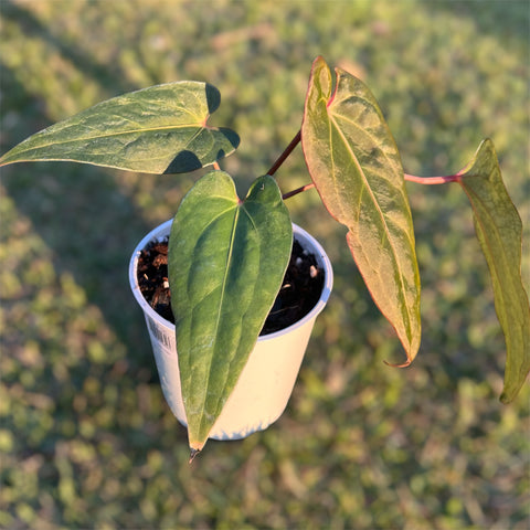 Anthurium Rubrinervium x Papillilaminum