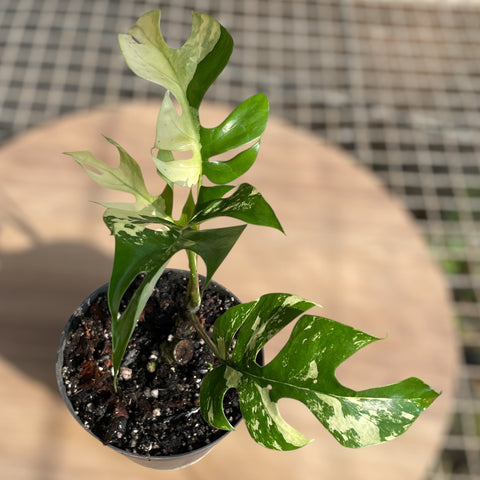 Rhaphidophora tetrasperma Variegata