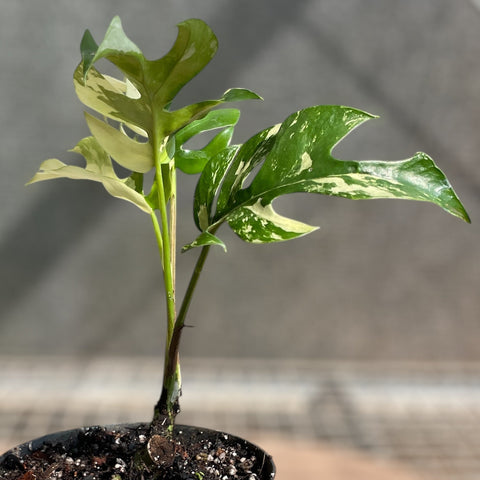 Rhaphidophora tetrasperma Variegata