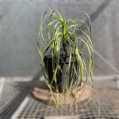 Pata de Elefante Variegata