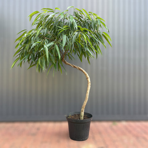 Ficus Alii (Ficus maclellandii) #01