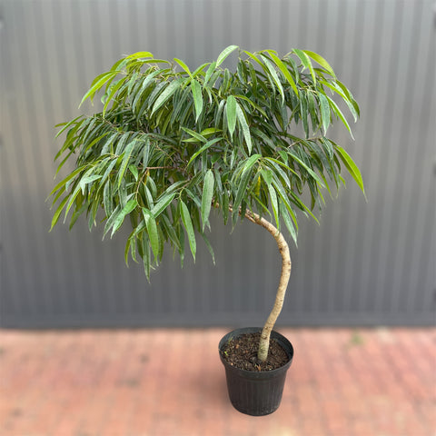 Ficus Alii (Ficus maclellandii) #01