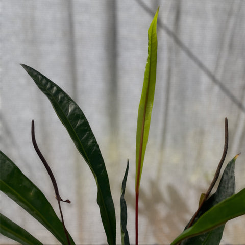 Anthurium Jilekii
