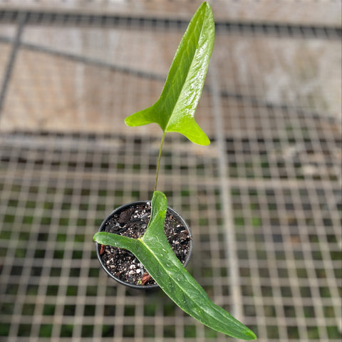 Anthurium zappiae