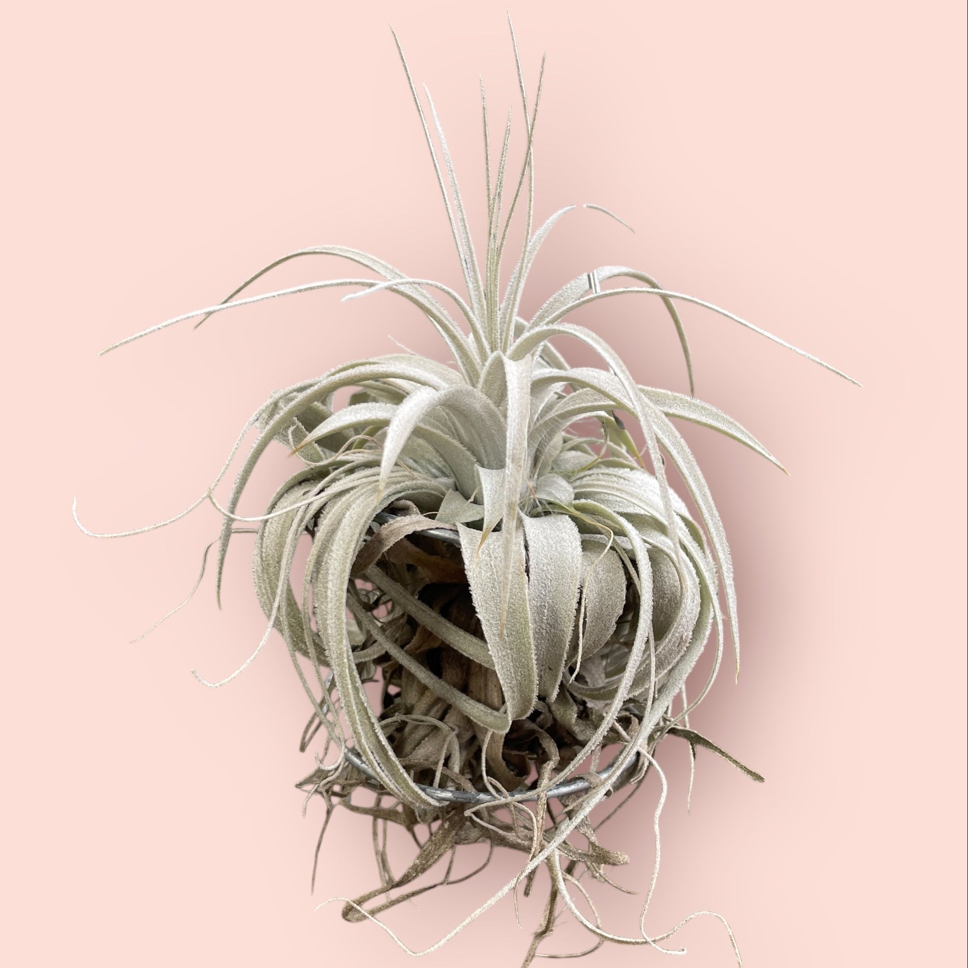 Tillandsia chapeuensis – Entre Raízes Botânica