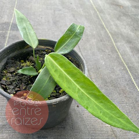 Anthurium pallidiflorum