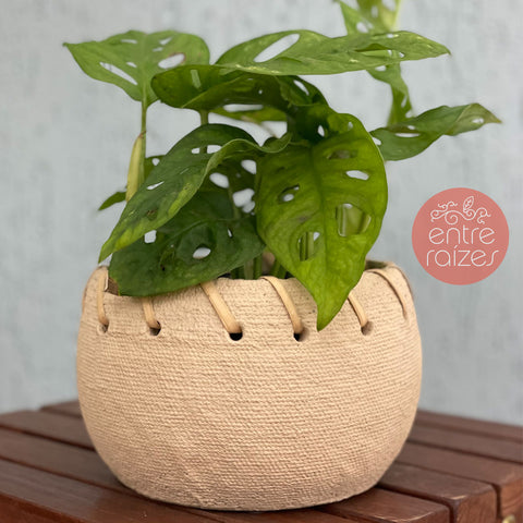 Monstera adansonii + cestinha em cimento P