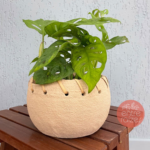 Monstera adansonii + cestinha em cimento P